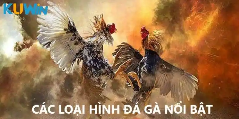 Các loại hình đá gà nổi bật