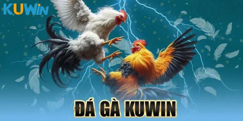 Đá Gà Kuwin - Trải Nghiệm Sự Kịch Tính Trong Từng Khung Hình